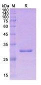 SDS-PAGE (NPC1-4725H).jpg